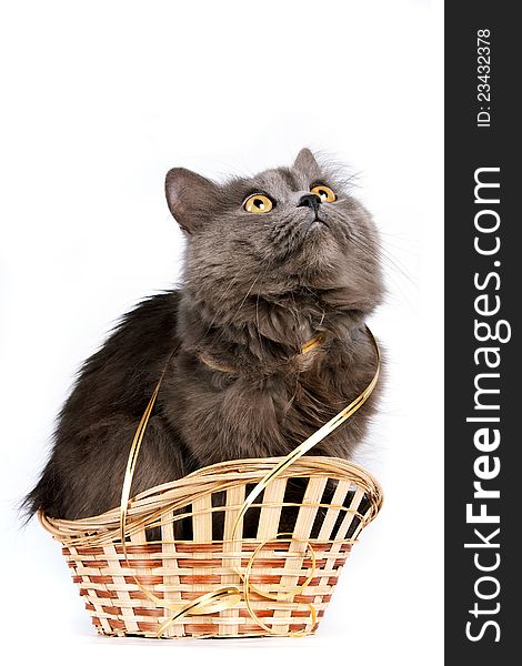 Gray cat with yellow eyes and a gold ribbon in a basket on a white background. Gray cat with yellow eyes and a gold ribbon in a basket on a white background