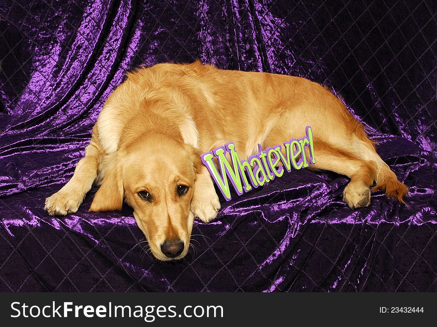 A yellow lab dog lays with his head down on a purple drape next to a sign the says 'whatever'. A yellow lab dog lays with his head down on a purple drape next to a sign the says 'whatever'