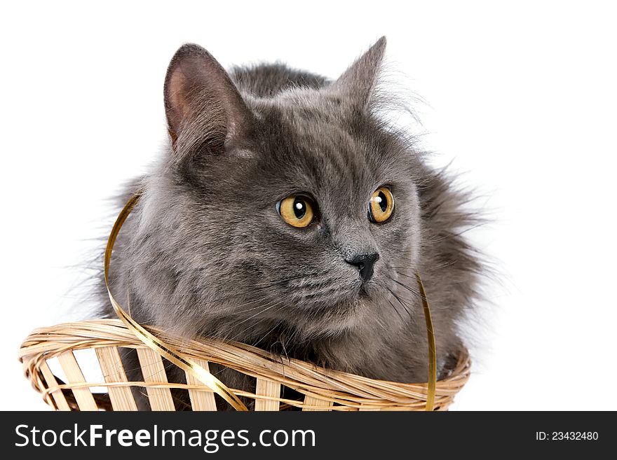 Gray cat with yellow eyes and a gold ribbon in a basket on a white background. Gray cat with yellow eyes and a gold ribbon in a basket on a white background