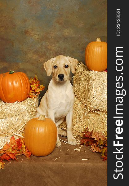 A yellow lab with hay bales and pumkins