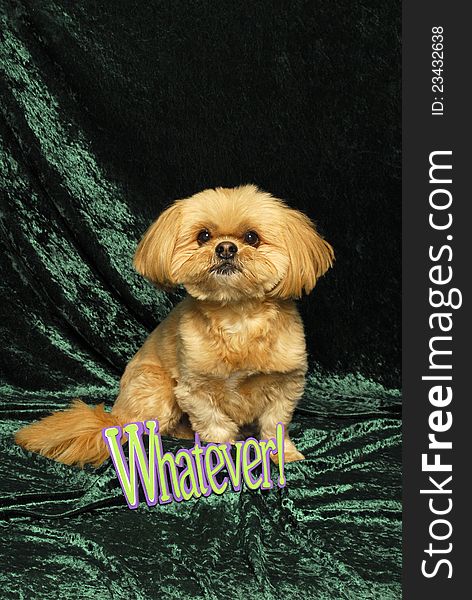 Shih Tzu and &#x27;Whatever&#x27; Sign