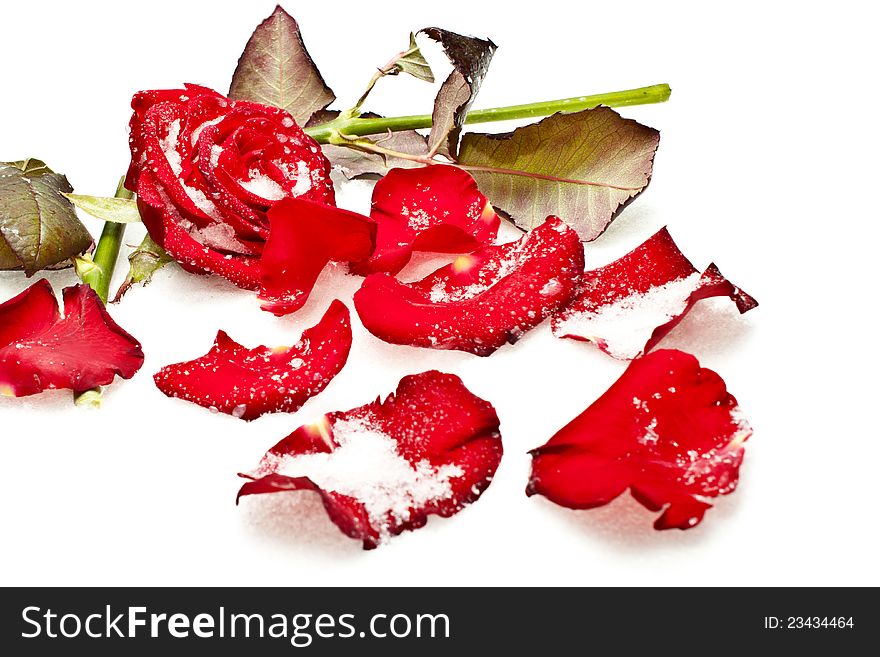 Broken red rose in the snow