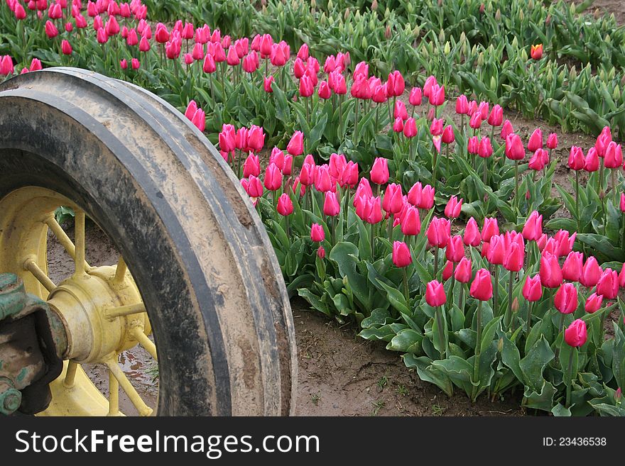 Pink tulips in the field, tractor wheel in foreground. Pink tulips in the field, tractor wheel in foreground