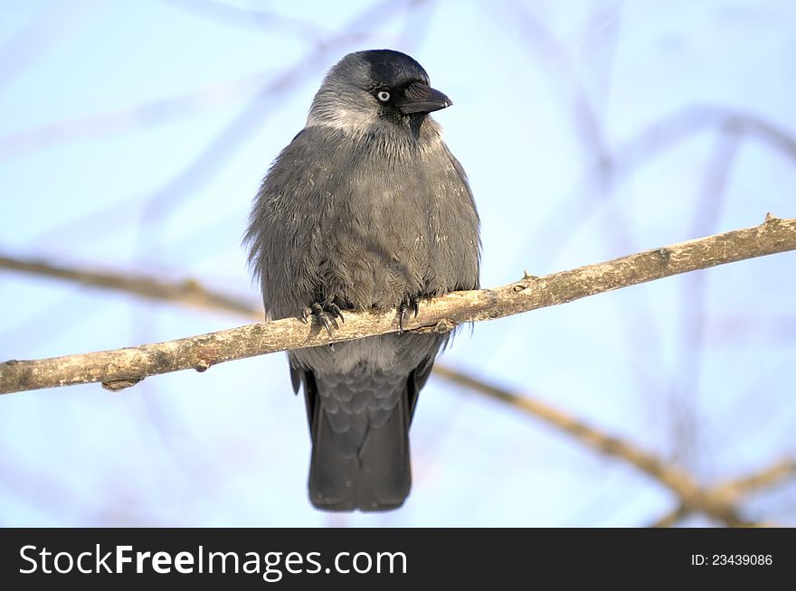 A jackdaw (coloeus monedula) sitting on a bare tree branch in winter against a sky background. A jackdaw (coloeus monedula) sitting on a bare tree branch in winter against a sky background