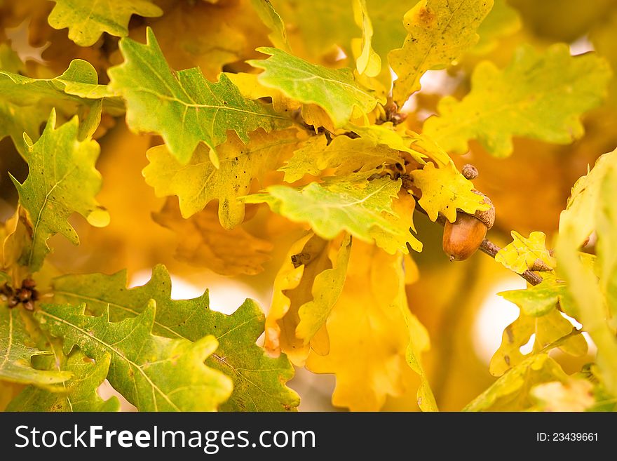 Gold autumn colors of oak leaves with acorn