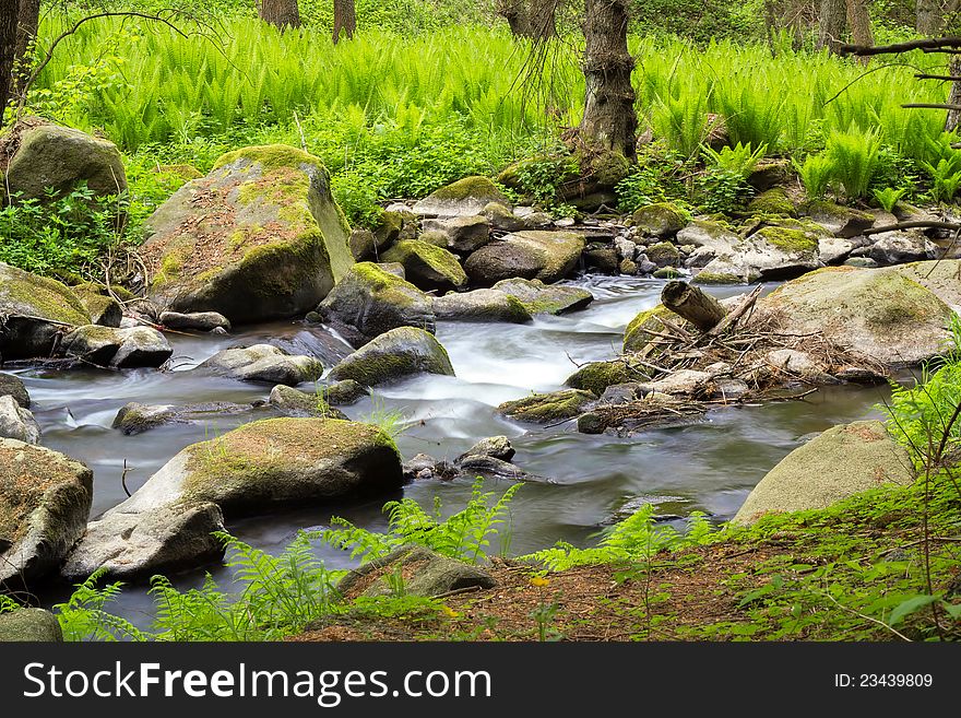 Small Wild River In Bohemian Forest