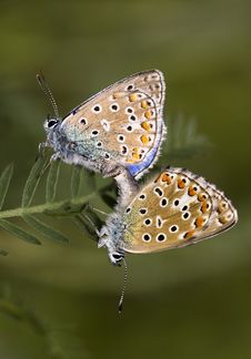 Butterfly Love Royalty Free Stock Photography Butterfly Love Royalty Free Stock Photography