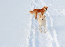 Two Dogs On Winter Road Stock Photos