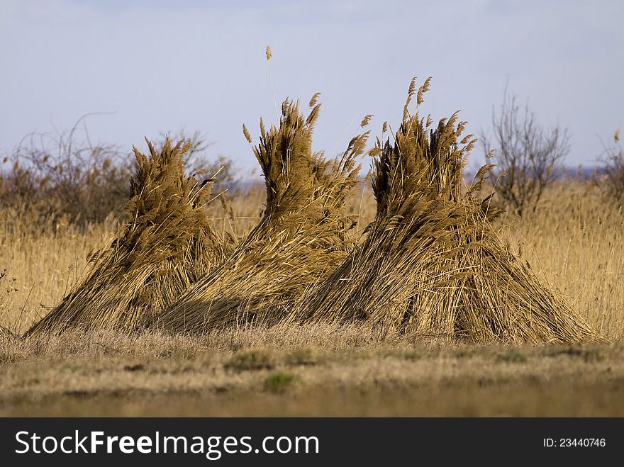A reed stack after harvest