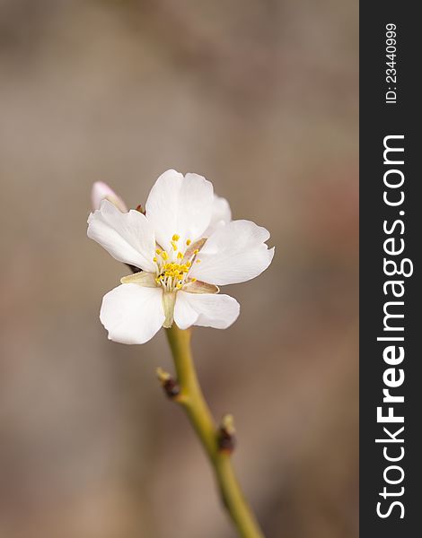 Closeup of a almond blossoms in the morning