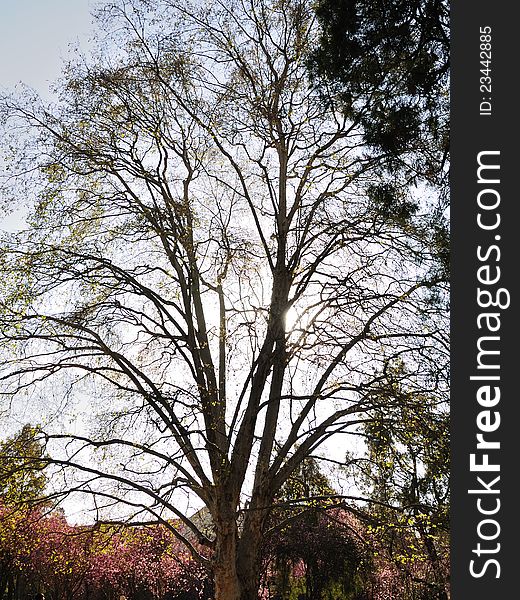 A Phoenix Tree in spring