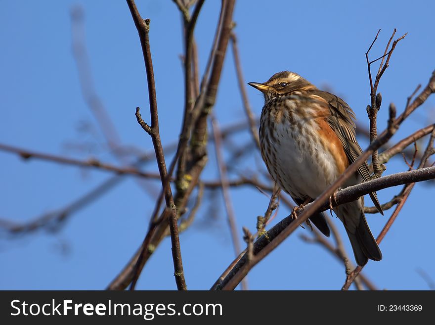 The winterbird redwing in February in England. The winterbird redwing in February in England