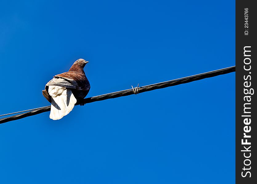 Dove resting on the wires. Against the backdrop of bright blue sky, it looks unusual bird. Dove resting on the wires. Against the backdrop of bright blue sky, it looks unusual bird.