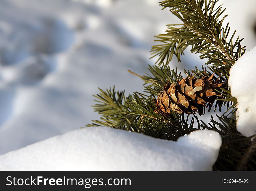 Cones in the winter forest. Cones in the winter forest