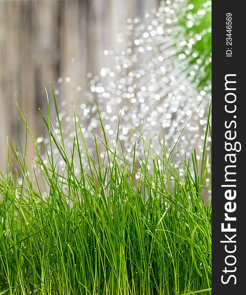 Pouring from watering can on grass water. Pouring from watering can on grass water