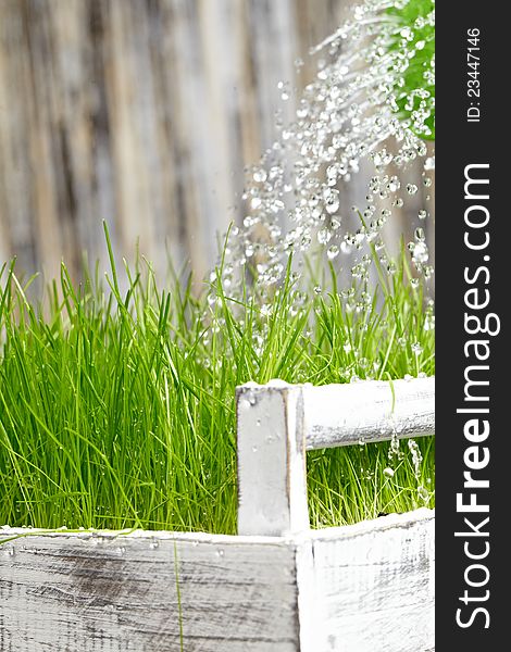 Pouring from watering can on grass water. Pouring from watering can on grass water