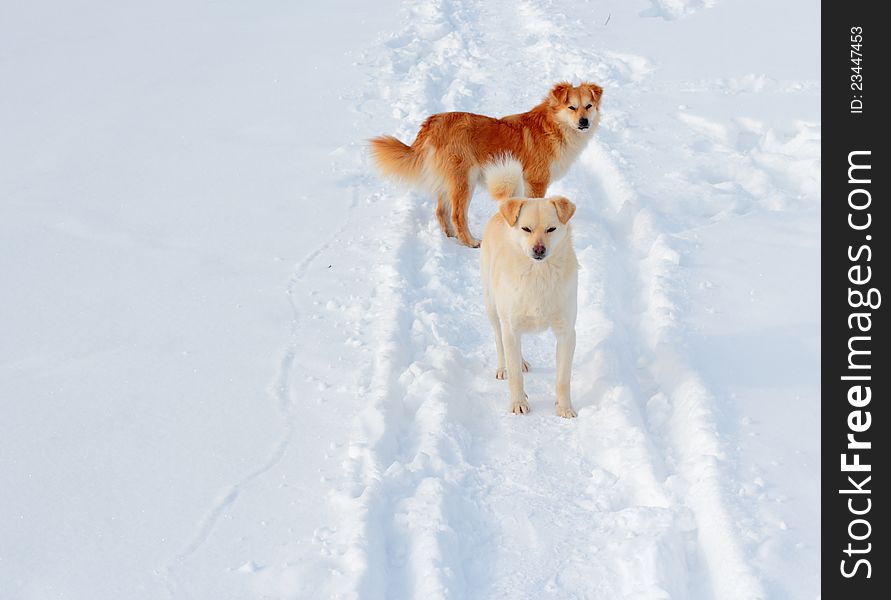Two ginger dogs on winter road. Two ginger dogs on winter road