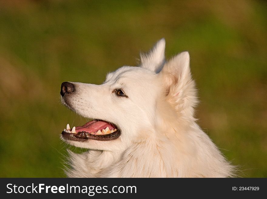 Cute cheerful white fluffy Japanese Spitz pet dog portrait. Cute cheerful white fluffy Japanese Spitz pet dog portrait