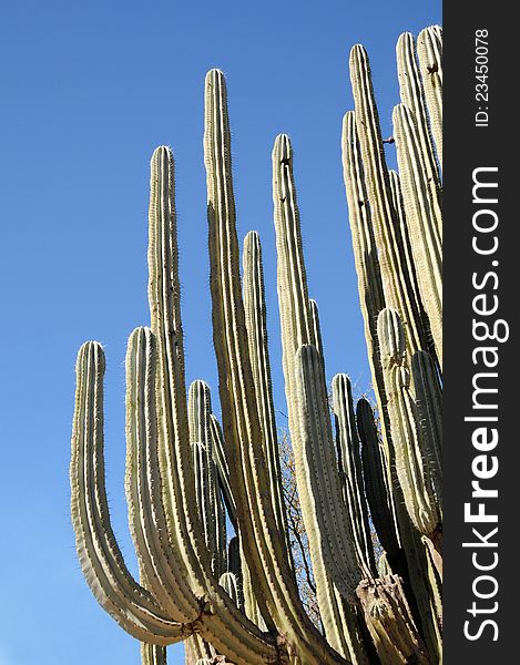 Branches of tall cactus, Mexico. Branches of tall cactus, Mexico