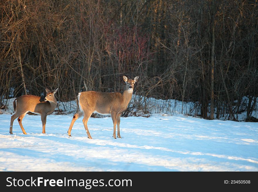 Two beautiful White-tailed Deer stand posing for their pictures in wintertime in Canada. Two beautiful White-tailed Deer stand posing for their pictures in wintertime in Canada.