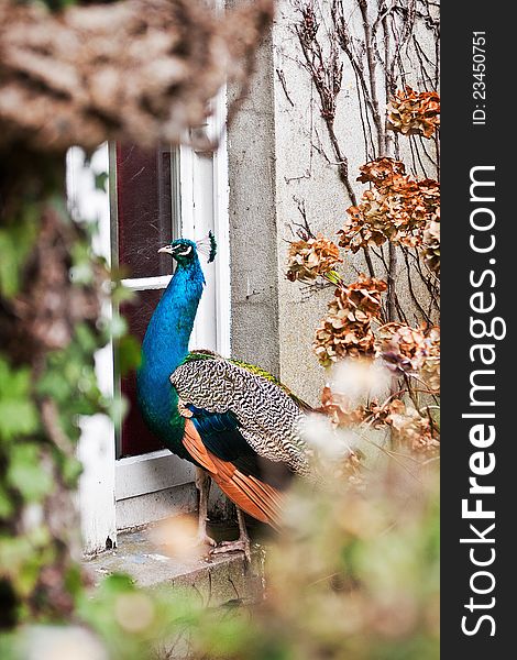 Peacock By The Window