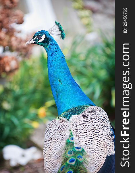 Peacock walking around the house in Limerick, Ireland