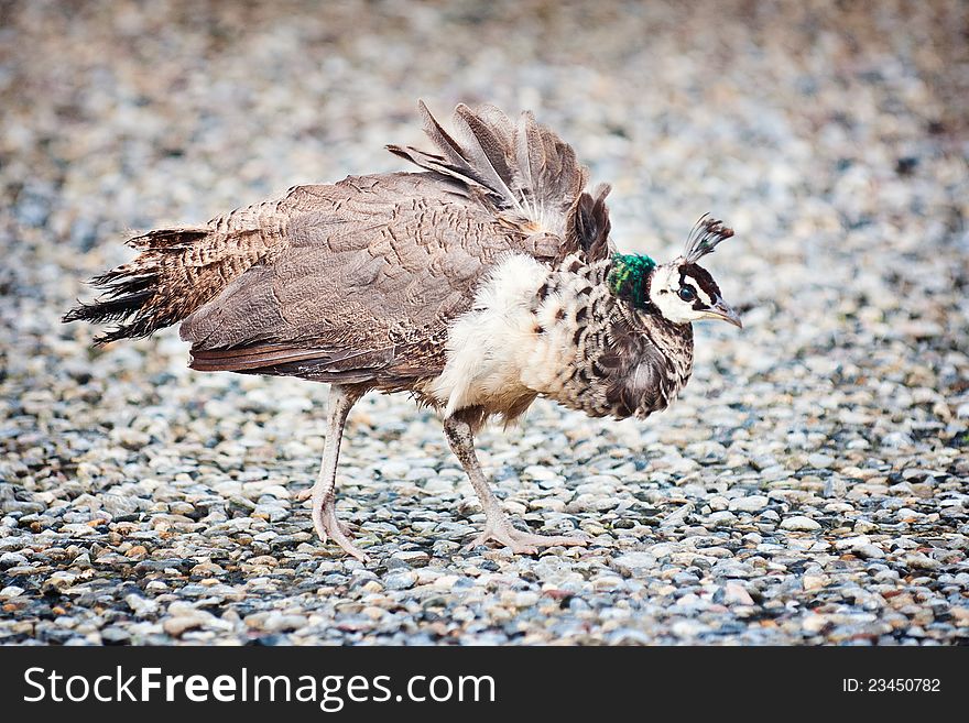 Peacock immature