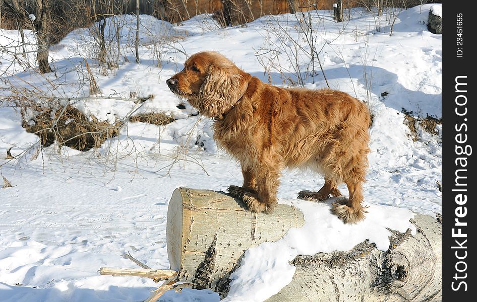 In winter dog guard to stand on log. In winter dog guard to stand on log