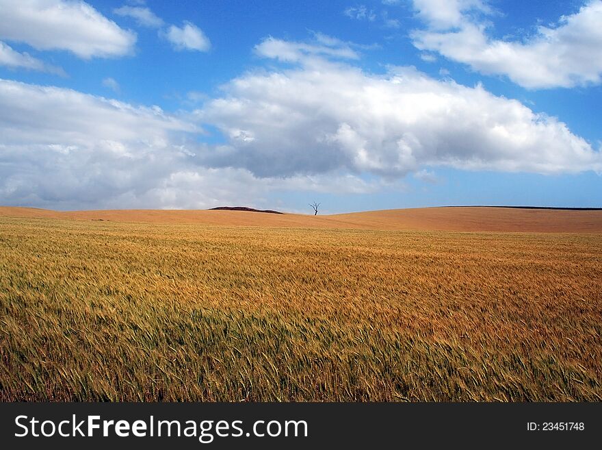 Picture of an Australian Wheat Field