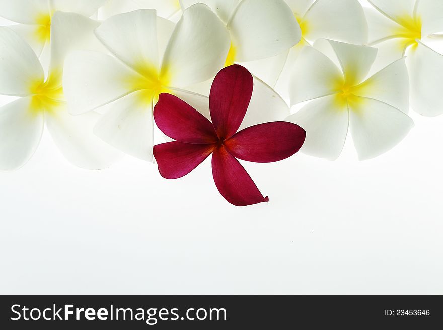 Red and White color of Frangipani Flowers on white background. Red and White color of Frangipani Flowers on white background
