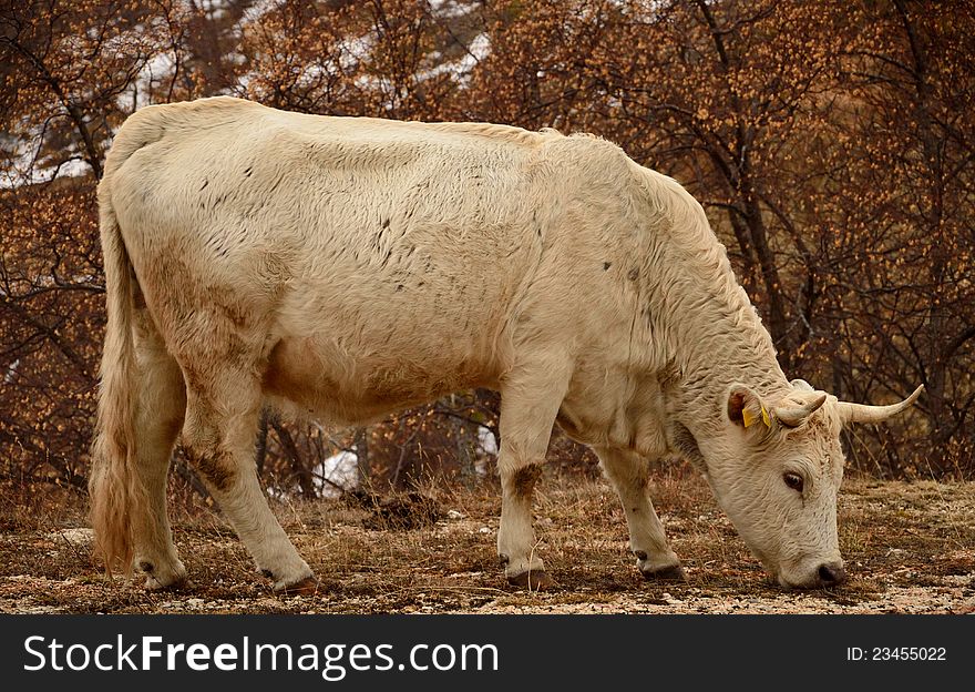 White Cow grazing in winter season