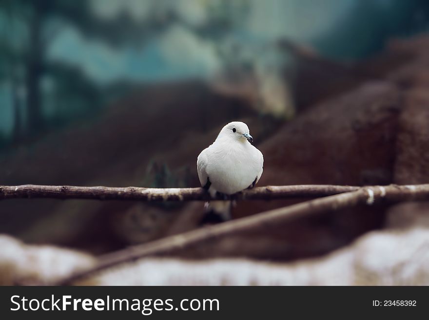 White dove sitting on a branch. White dove sitting on a branch