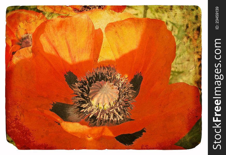 Red Poppy. Old postcard, design in grunge and retro style