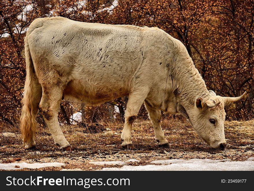 White cow in a pasture. White cow in a pasture