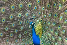 Peacock Stock Images Peacock Stock Images