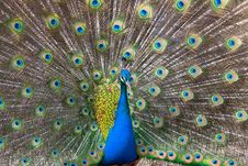 Peacock Displaying Tail Royalty Free Stock Photography Peacock Displaying Tail Royalty Free Stock Photography