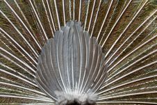 Peacock Back Stock Images Peacock Back Stock Images