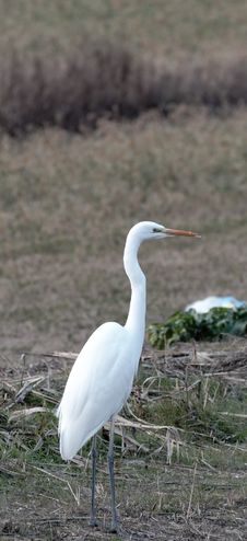White Heron Stock Photos White Heron Stock Photos