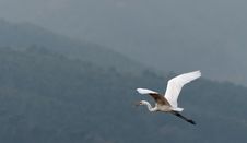 White Heron Royalty Free Stock Photo
