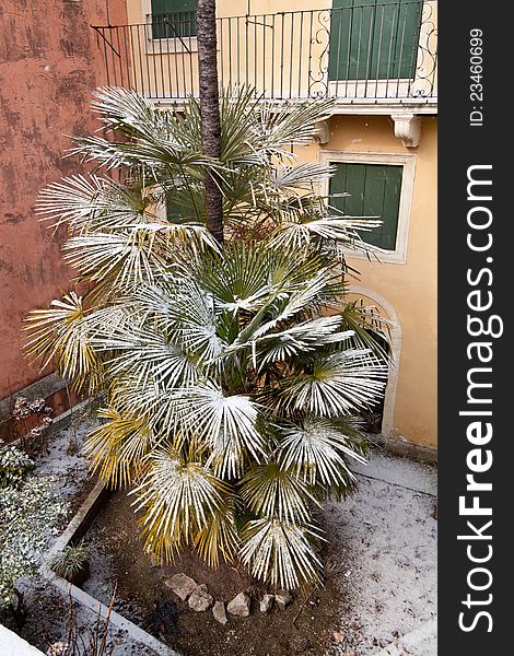 A palmtree downtown vicenza covered by snow. A palmtree downtown vicenza covered by snow