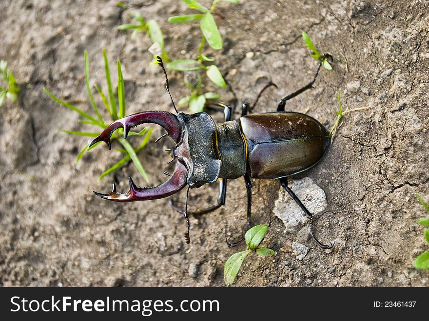 Stag beetle close-up on the ground. Stag beetle close-up on the ground