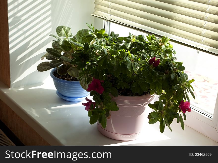 Beautiful flowerpot on a window sill with morning beams of the sun