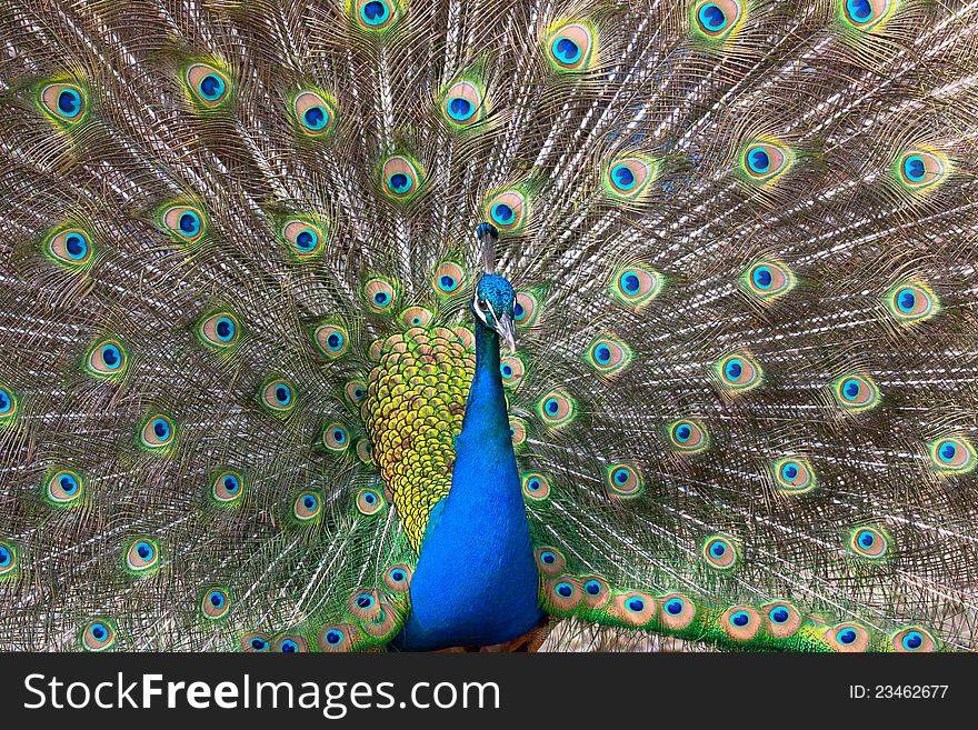 Peacock displaying tail