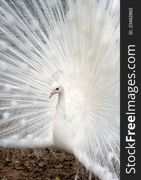 White peacock displaying hers colorful feathered tail