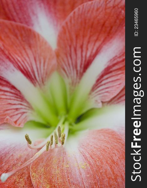 Pink, slightly orange flower with stamens and grains of pollen.