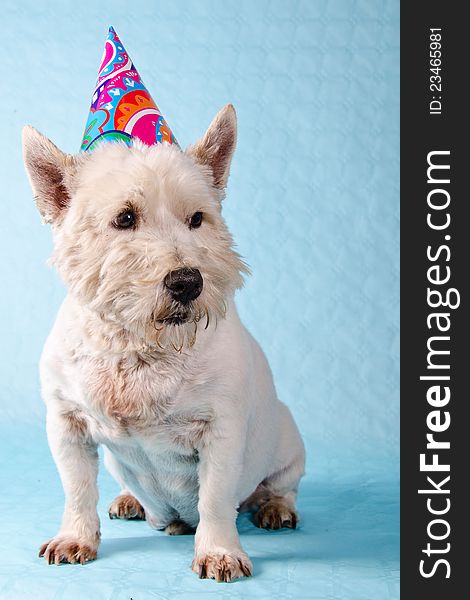 West Highland Terrier dog with a party hat.
