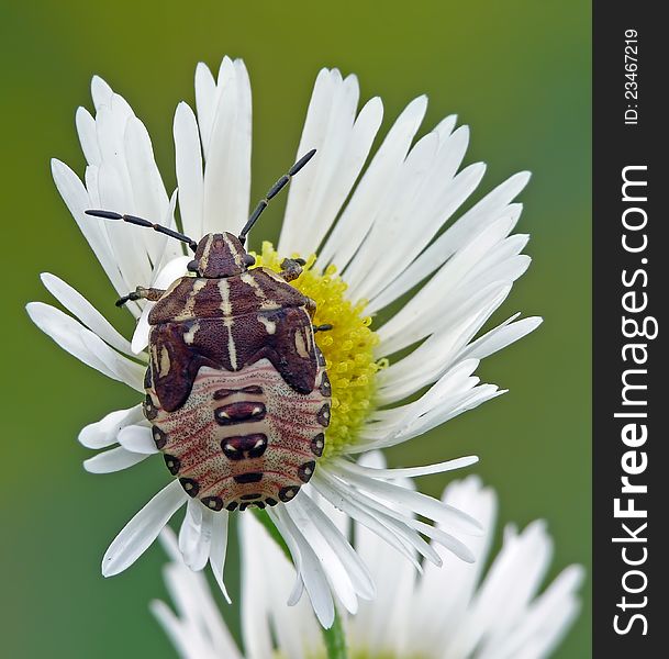 Nymph of shieldug Carpocoris purpureipennis on a marguerite. Nymph of shieldug Carpocoris purpureipennis on a marguerite.