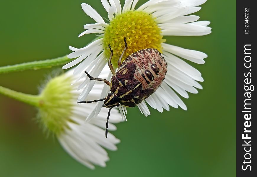 Nymph Of Shieldbug