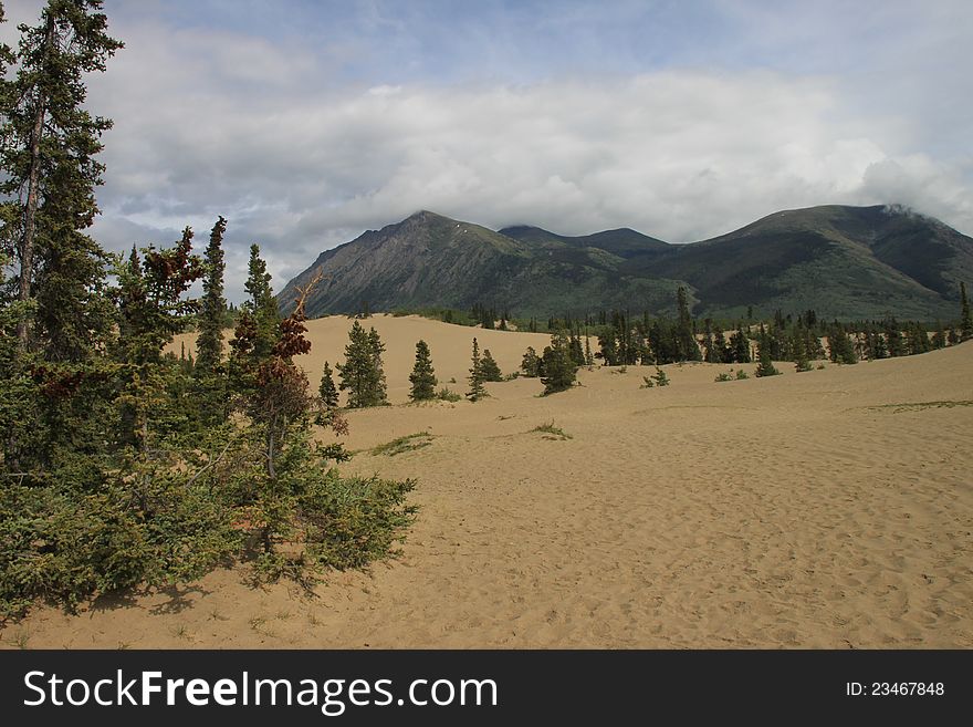 Carcross Desert, located outside Carcross, Yukon, Canada is considered the smallest desert in the world.