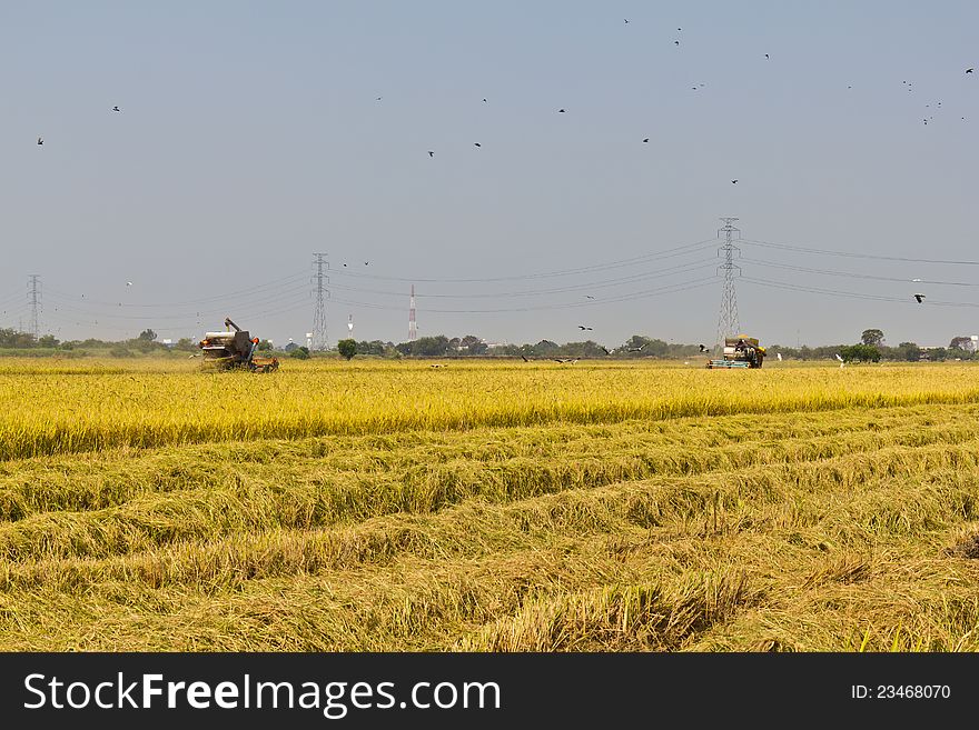 Rice harvesting with combine harvester, Thailand